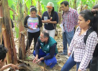 Piura: SENASA capacita a especialistas de la DRA en MIP del banano orgánico
