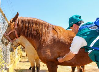 Áncash: control sanitario en II Concurso Provincial de Caballos de Paso