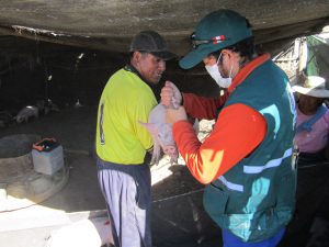 Vacunación Peste Porcina en Tacna