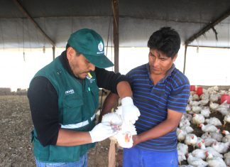 Arequipa: SENASA realiza monitoreo para detección de virus de influenza aviar