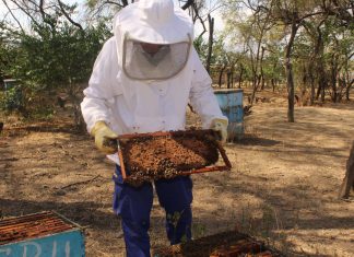Lambayeque: SENASA intensifica trabajos de control de enfermedades apícolas