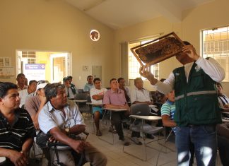 Lambayeque: SENASA desarrolla vigilancia activa de enfermedades en abejas