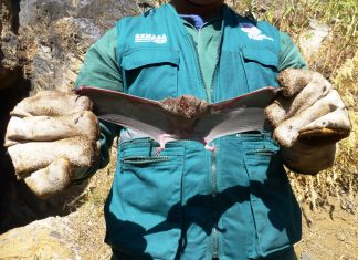 Control poblacional de murciélagos hematófagos permitió resguardar sanidad animal en Junín