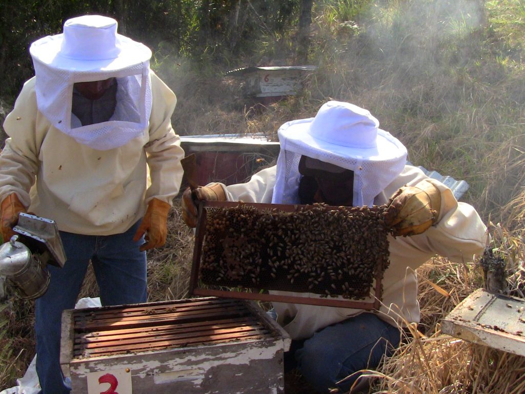 Revisión colmena en apiario Oso Pampa