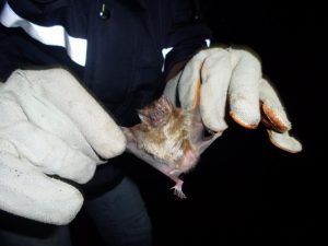 SENASA Ucayali - Rabia