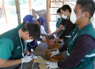 Ucayali: SENASA vacunó mil aves contra enfermedad de Newcastle en Curimaná