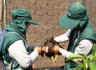 Lambayeque: SENASA vacunará a más 60 mil aves contra la enfermedad de Newcastle