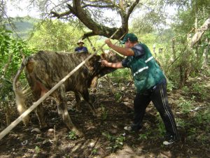 Senasa Cajamarca vacunacion Fiebre Aftosa