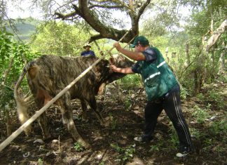 Cajamarca: SENASA vacunará más de 74 mil bovinos contra fiebre aftosa en San Ignacio