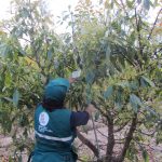 Servicio de trampa Jackson en el Fundo Las Palmeras