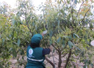Pasco: Monitoreo de plagas en cultivo de palta Hass