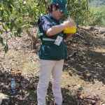 Servicio de trampa McPhail en Palto – Fundo la Palmeras