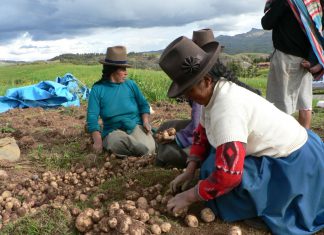 Agricultura peruana conquista más mercados internacionales