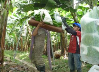 Perú exporta actualmente 150 contenedores de banano orgánico a la semana