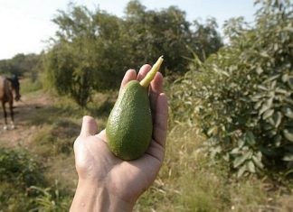 Exportaciones: despega envío local de palta a China