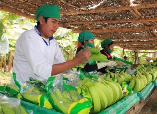 Exportaciones agrícolas peruanas hacia Reino Unido sumarían más de US$ 240 millones este año