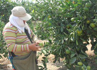 Ica: SENASA convoca participación de productores cítricos para controlar moscas de la fruta