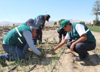 Arequipa: Evaluación de plagas en cebolla