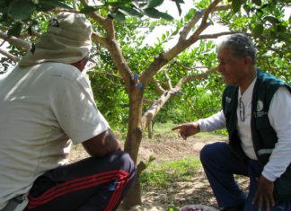 Tumbes: el uso del control biológico como alternativa a aplicación de plaguicidas