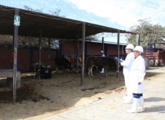 Moquegua: SENASA inspecciona condiciones de Matadero Municipal en el distrito de Samegua