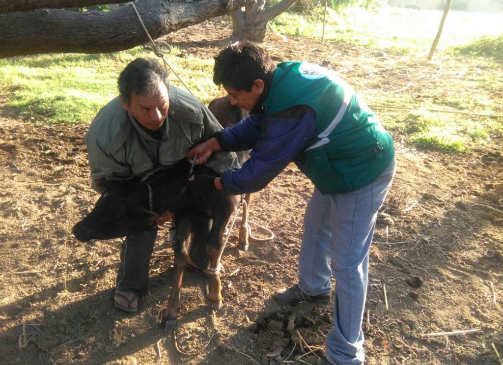 senasa_vacunacion_carbunco