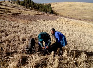 Huancavelica: SENASA inmuniza 37 mil cerdos contra la peste porcina clásica