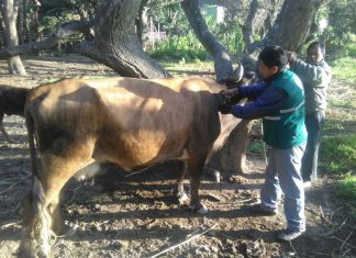 Huánuco: SENASA realiza campaña de vacunación contra Carbunco Sintomático