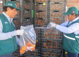 Piura: Verifican que alimentos no excedan límites máximos permitidos de residuos químicos