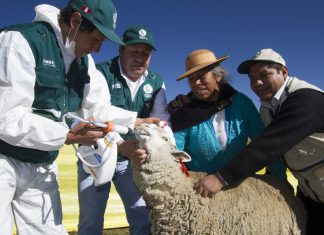Fotos: Senasa ejecuta Piloto contra la Hidatidosis