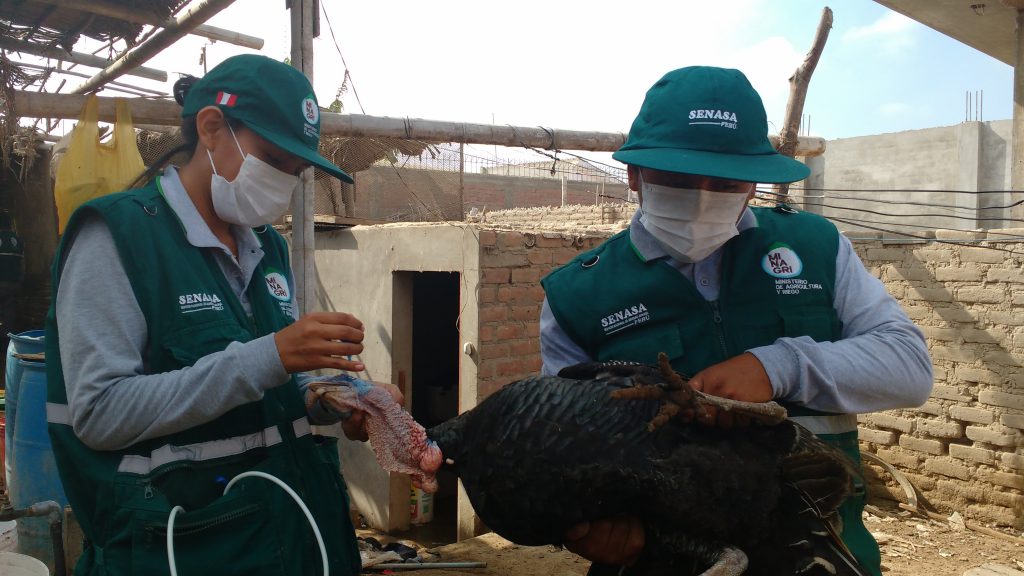 SENASA - Vacunación enfermedad de Newcastle