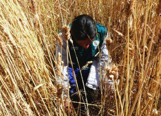 Huancavelica: control de plaga de roedores para reducir niveles de infestación
