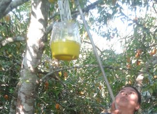 Madre de Dios: prospección y monitoreo de moscas de la fruta