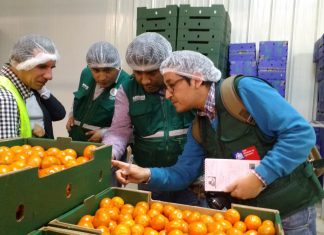 Ica: SENASA y SAG de Chile verificaron cumplimiento de protocolos fitosanitarios para la exportación de cítricos