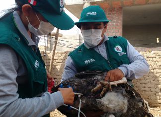 Ica: SENASA vacunó más de 254 mil aves contra enfermedad de Newcastle
