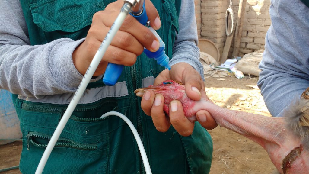 SENASA - Vacunación enfermedad de Newcastle