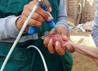 Ica: SENASA ejecuta campaña de vacunación contra enfermedad de Newcastle