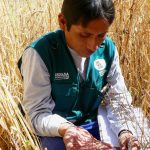Monitoreo de  la presencia de roedores en zonas de producción de cereales