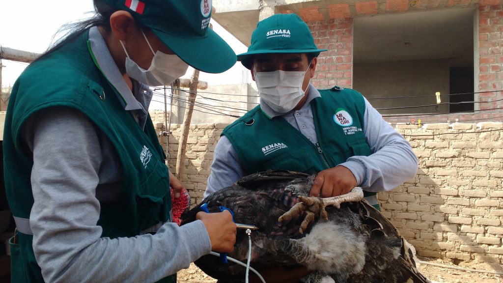 SENASA - Vacunación enfermedad de Newcastle