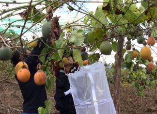 Pasco: ensayo de Proyecto Granadilla del SENASA