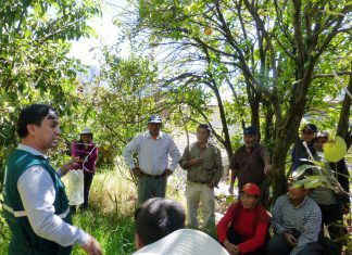 Apurímac: SENASA y productores de Yanaca coordinan acciones para el control de moscas de la fruta