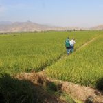 Cultivo de Arroz – SENASA Lambayeque