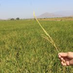 Cultivo de Arroz – SENASA Lambayeque