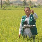Cultivo de Arroz – SENASA Lambayeque