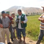 Cultivo de Arroz – SENASA Lambayeque