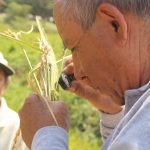 Cultivo de Arroz – SENASA Lambayeque
