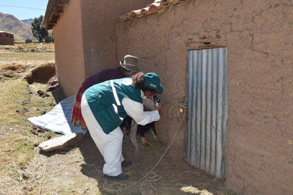 SENASA Cusco - Desparasitación