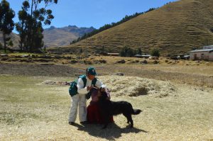 SENASA Cusco - Desparasitación