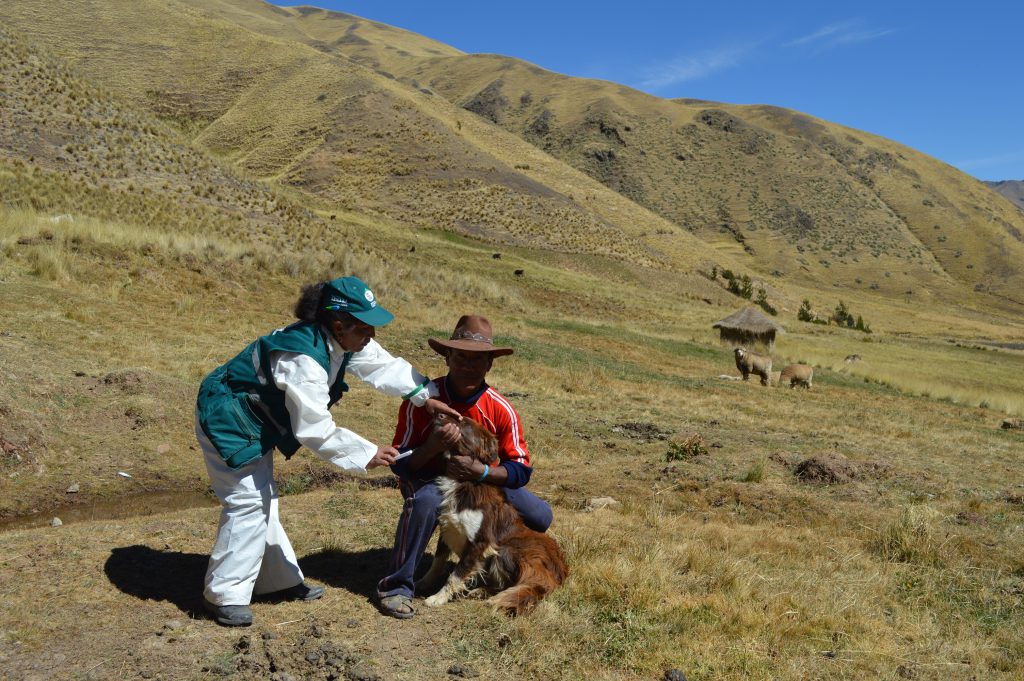 SENASA Cusco - Desparasitación