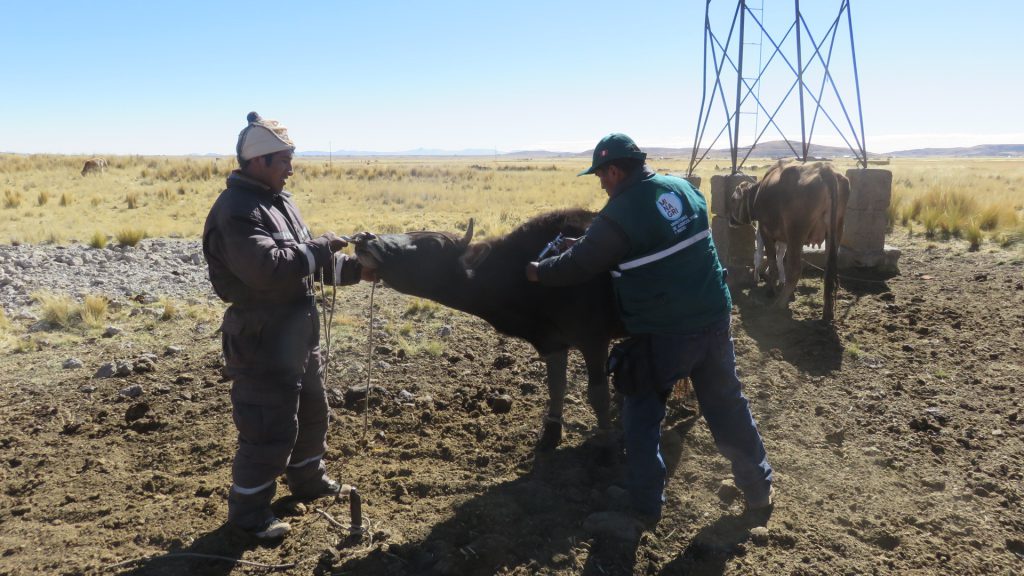 El SENASA realiza la campaña de vacunación en las comunidades alto andinas de la Región Puno 1