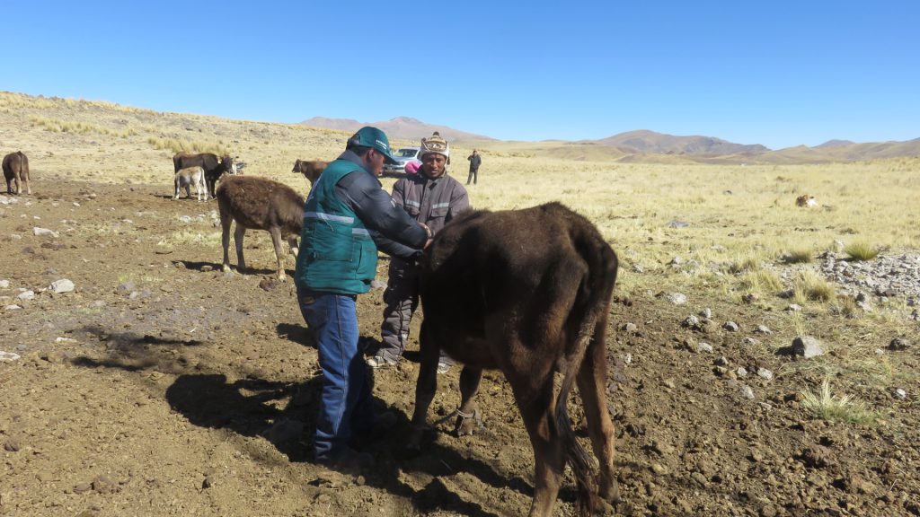El SENASA realiza la campaña de vacunación en las comunidades alto andinas de la Región Puno 3